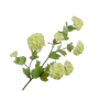 Sneeuwbal (Viburnum)